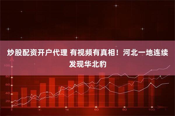 炒股配资开户代理 有视频有真相！河北一地连续发现华北豹